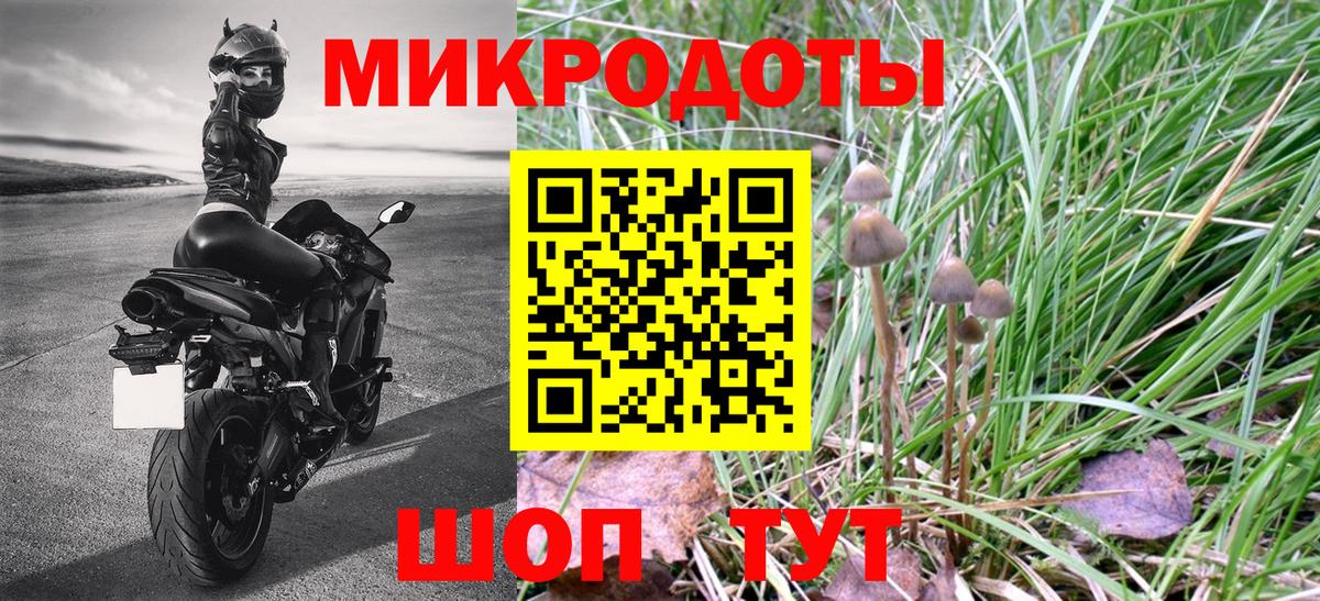 Галлюциногенные грибы Psilocybine cubensis Сальск