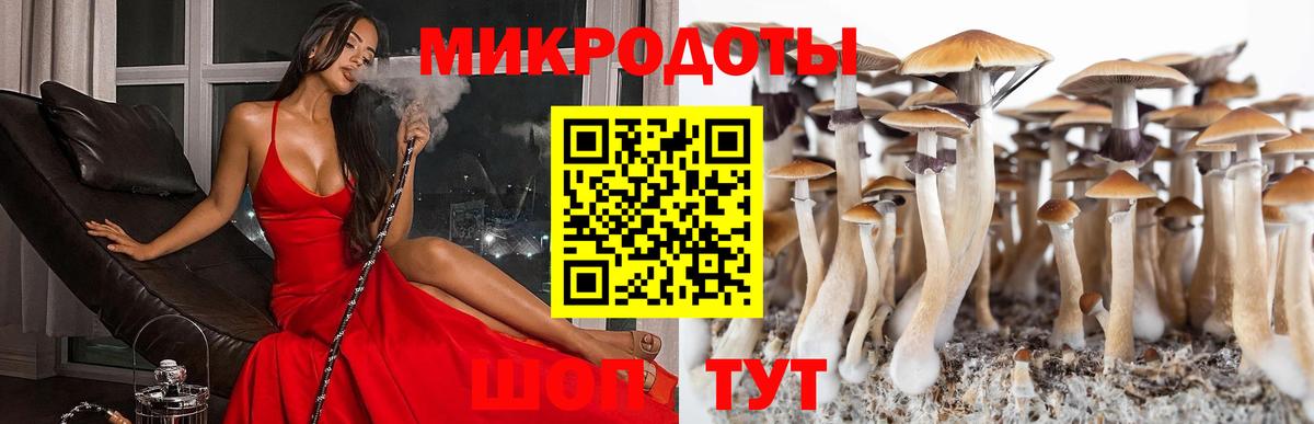 Псилоцибиновые грибы Psilocybe  наркошоп  Сальск  Вход с VPN  Псилоцибиновые грибы Psilocybe 